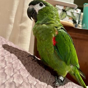 Meet your Posher, Renay